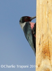 0J6A5098Lewis's_Woodpecker