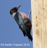0J6A5133Lewis's_Woodpecker