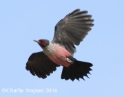 0J6A5206Lewis's_woodpecker