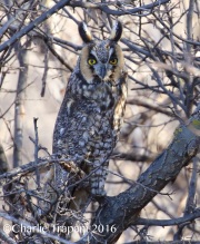 0J6A5283Long-eared_Owl