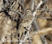 0J6A5314Rufous-Winged_Sparrow