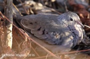 0J6A5359Common_Ground_Dove_Tiny