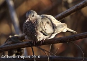 0J6A5371Common_Ground_Dove