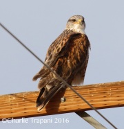 0J6A5401Ferruginous_Hawk