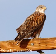 0J6A5411Ferruginous_Hawk