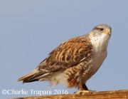 0J6A5436Ferruginous_Hawk