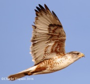 0J6A5461Ferruginous_Hawk