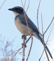 0J6A5647Califorina_Scrub_Jay
