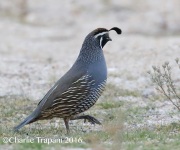 0J6A5730California_Quail
