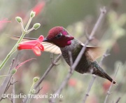 0J6A5773Anna's_Hummingbird