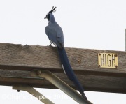 0J6A5799Black-throated_Magpie_Jay