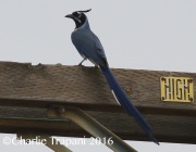 0J6A5807Black-throated_Magpie_Jay