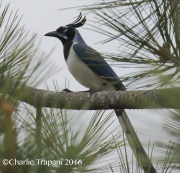 0J6A5826Black-throated_Magpie_Jay