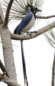 0J6A5838Black-throated_Magpie_Jay