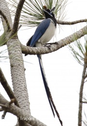 0J6A5842Black-throated_Magpie_Jay