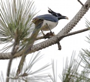 0J6A5854Black-throated_Magpie_Jay