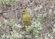 0J6A5881Hooded_Oriole