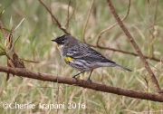 0J6A5890Yellow-rumped_Warbler