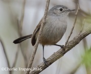 0J6A5894California_Gnatcatcher