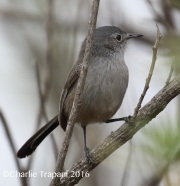 0J6A5904California_Gnatcatcher