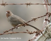 0J6A5949California_Towhee