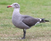 0J6A5988Heerman's_Gull