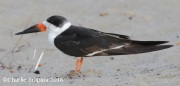 0J6A6028Black_Skimmer