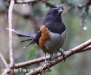 0J6A6168Spotted_Towhee