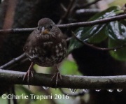 0J6A6189Sooty_Fox_Sparrow