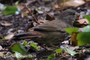 0J6A6208Sooty_Fox_Sparrow