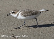 0J6A6257Snowy_Plover