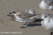 0J6A6263Snowy_Plover
