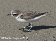 0J6A6271Snowy_Plover