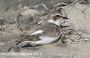 0J6A6280Snowy_Plover