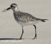 0J6A6282Black-bellied_Plover