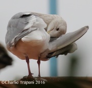 0J6A6304Glaucous-Winged_Gull