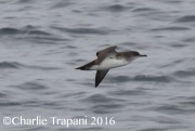 0J6A6405Black-Vented_Shearwater