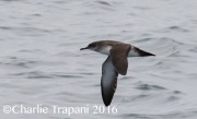 0J6A6514Black-Vented_Shearwater