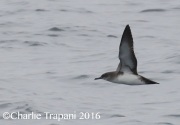 0J6A6515Black-Vented_Shearwater