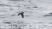 0J6A6518Cassin's_Auklet