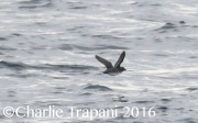 0J6A6525Cassin's_Auklet