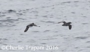 0J6A6539Cassin's_Auklet