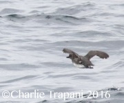 0J6A6593Cassin's_Auklet