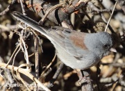 0J6A6853Dark-eyed_Junco_GH