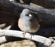 0J6A6884Dark-Eyed_Junco_PS