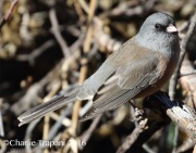 0J6A6890Dark-Eyed_Junco_PS