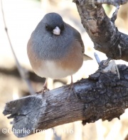 0J6A6905Dark-Eyed_Junco_PS