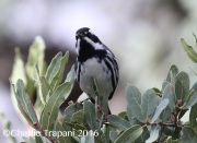 0J6A6956Black-throated_Gray_Warbler