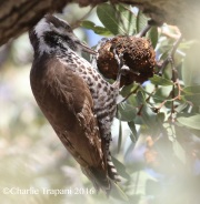 0J6A6965Arizona_Woodpecker