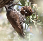 0J6A6966Arizona_woodpecker